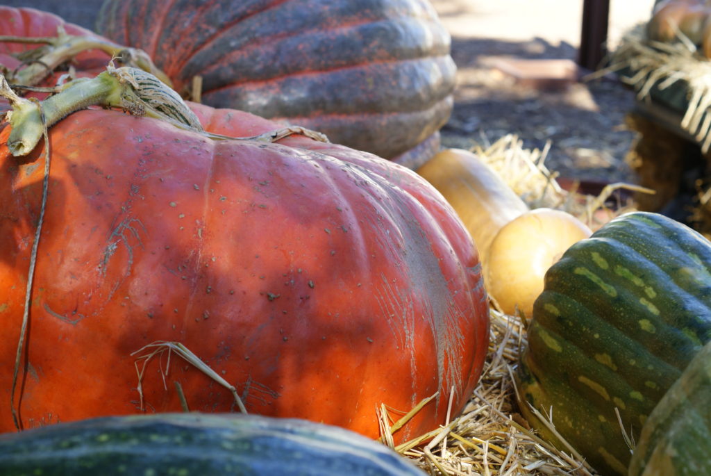 pumpkins and gourds and squashes, oh my!